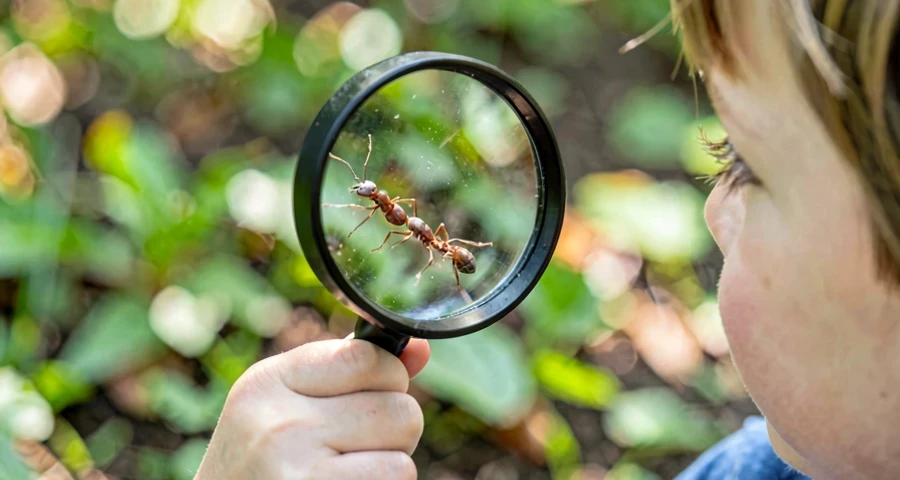 criança da creche usando lupa para observar formigas em atividade científica